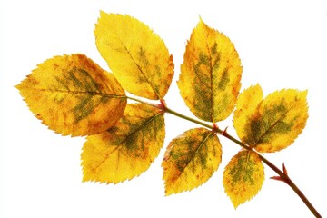 Fototapeta premium Detailed autumn foliage backdrop of rose tree Rosa damascena against white