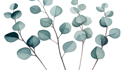 Eucalyptus leaves watercolor isolated on a transparent background