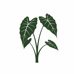 Silhouetted Taro Plant with Distinct Heart-Shaped Leaves