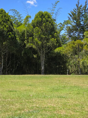 Lush Green Forest Landscape with Blue Sky (Vertical Framing)