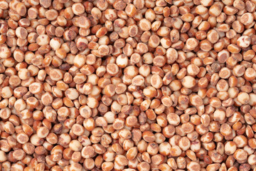 たかきび（ソルガム）のクローズアップ