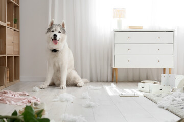 Naughty dog with mess on floor at home