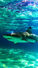 Fototapeta premium Shark in vibrant underwater scene