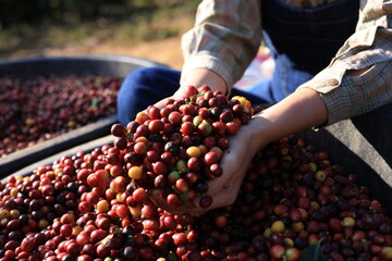  Close up of organic red cherry bean in farmer hands on coffe plantation. Hands of female farmer picking red berries beans from a branch. Design for banner, ads.
