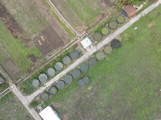 A row of circular fish ponds in a rural farming area, surrounded by banana trees and open fields.
