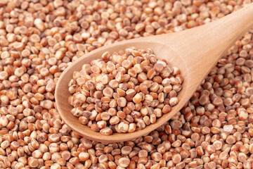 スプーンに載せたたかきび（ソルガム）のクローズアップ