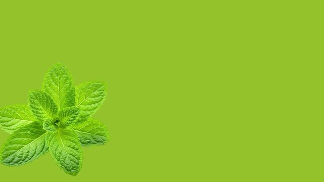 green mint leaves background