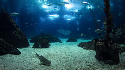 Fishes in Lisbon Oceanarium with rocks, Portugal timelapse