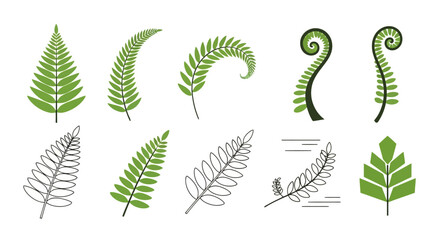 Fern Fronds: Botanical Vector Illustration Set