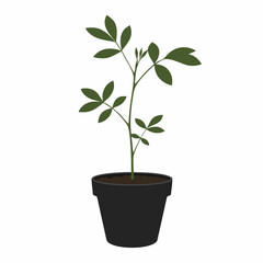 Fototapeta premium Young Plant in Dark Pot, Simple Green Leaves
