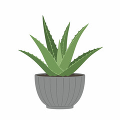 Vibrant Aloe Vera Plant in a Grey Ribbed Pot
