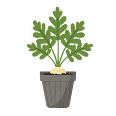 Obraz premium Parsnip Plant in Gray Pot: Vibrant Green Foliage and Creamy Root Vegetable