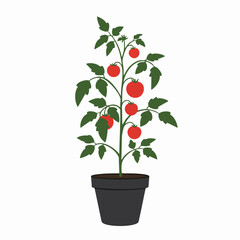 Obraz premium Vibrant Tomato Plant Growing in a Black Pot, Freshly Harvested Tomatoes