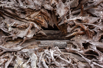 大きな穴の空いた枯れた木