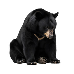 Obraz premium A sun bear sits pensively isolated on transparent background