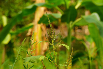 Amaranthus spinosus wild plant in the agriculture field	