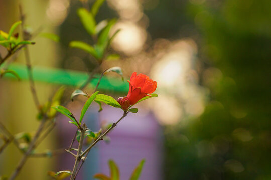 Pomegranate red flower 