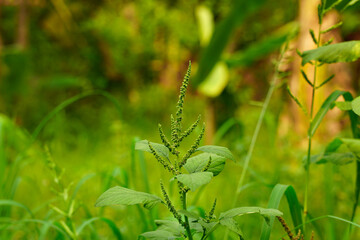 Amaranthus viridis plant in the agriculture field 