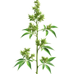 Fototapeta premium Green Plant Isolated On White, Showcasing Its Leaves And Growth. A Botanical Illustration Perfect For Nature-Themed Projects.