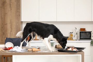 Naughty Border Collie dog with bun and mess on table in kitchen