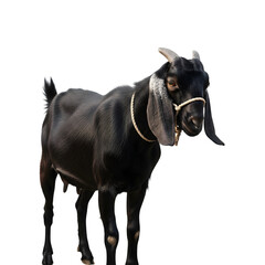Obraz premium A full body view of a black domestic nanny goat with a rope halter, standing isolated on transparent background.