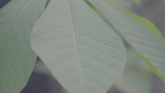 Close-Up Cassava Leaves in Natural Light S-Log3
