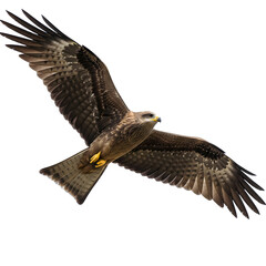 Fototapeta premium A majestic black kite in full flight with its powerful wings spread wide, isolated on transparent background.