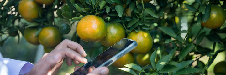 Business farm ripe orange concept farmer hand pick nature fruit citrus orchard mandarin tree...