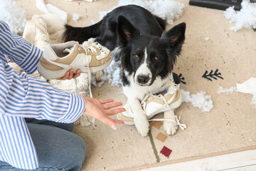 Woman scolding dog for chewed shoe at home