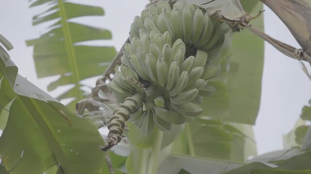 Almost Ripe Banana Hanging on Tree S-Log3