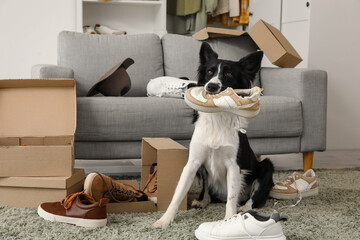 Naughty Border Collie dog chewing shoes on carpet at home