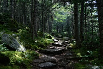 Fototapeta premium Entering the wooded section of the path