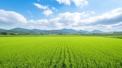 Fototapeta premium Green rice paddy field landscape