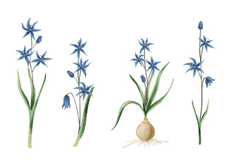 Set Scilla Flower Illustration transparent