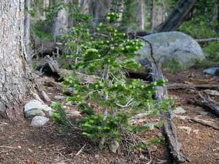 Young Subalpine Fir Tree in Alpine Forest of Indian Peaks Wilderness, Colorado