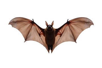 Big bat