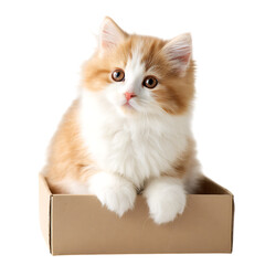 Adorable orange and white kitten in a box