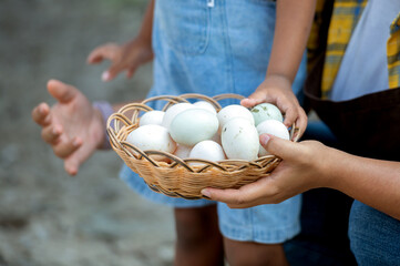 farmer family and daughter afro hair black skin holding basket of collect duck egg in plantation...