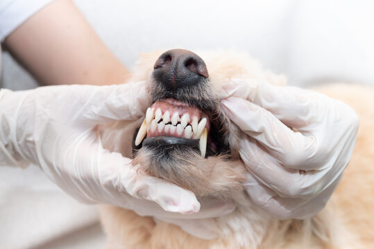 Veterinarian examining dog&rsquo;s teeth during dental checkup while wearing latex gloves in veterinary clinic, homa care. 