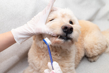 Veterinarian brushing dog’s teeth with blue toothbrush during dental hygiene procedure wearing latex gloves, home care.