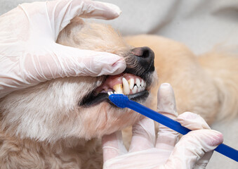 Veterinarian brushing dog’s teeth with blue toothbrush during dental hygiene procedure wearing latex gloves, home care.
