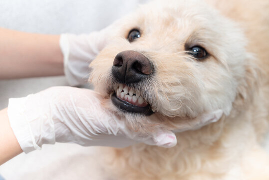 Veterinarian examining dog&rsquo;s teeth during dental checkup while wearing latex gloves in veterinary clinic, homa care. 