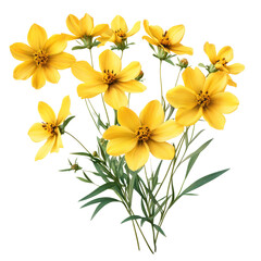 Obraz premium Cheerful Bright Yellow Cosmos Flowers. Natural Floral Bouquet With Stems And Leaves On White Background.