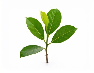 Jackfruit leaf on a white background.