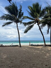 palm trees on the beach