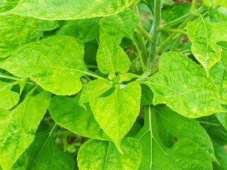 Drop water on green leaf background, rain on plant abstract dew leaves, clean nature fresh sping...