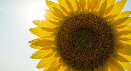 Obraz premium Sunflowers in the sun
