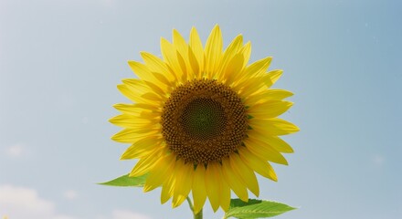 Obraz premium Sunflowers in the sun