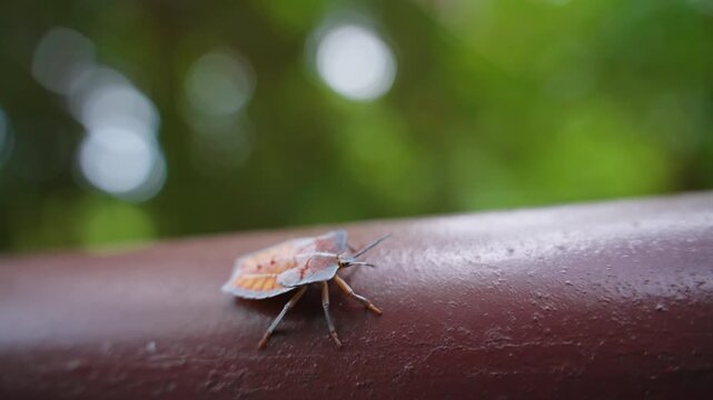 Stink Bug Crawling on Wooden Railing with Focus on Antennae and Legs, macro close angle, Insect Observation Concept