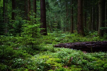 Obraz premium Forest spring plants